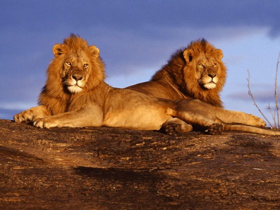 African-Lions-Masai-Mara-Kenya